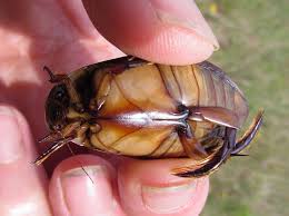 Attēlu rezultāti vaicājumam “Dytiscus sp.”