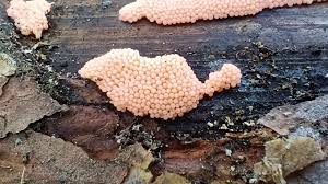 Attēlu rezultāti vaicājumam “Heterotrichia ferruginea (syn. Arcyria ferruginea)”