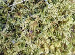 Attēlu rezultāti vaicājumam “Hylocomium splendens sporophyte”