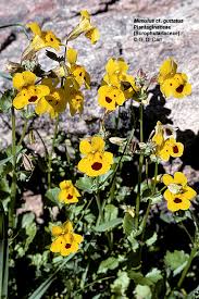 Attēlu rezultāti vaicājumam “Scrophulariaceae”