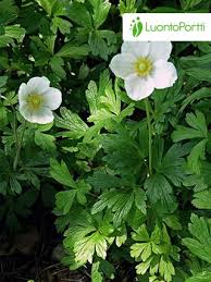 Attēlu rezultāti vaicājumam “Anemone sylvestris”