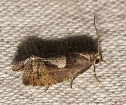 Attēlu rezultāti vaicājumam “Epinotia brunnichana”