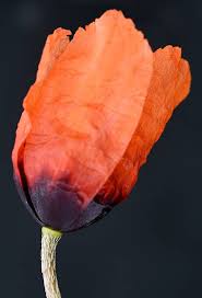 Attēlu rezultāti vaicājumam “Papaver argemone bud”