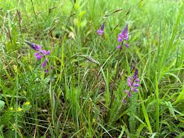 Attēlu rezultāti vaicājumam “Polygala comosa flower”