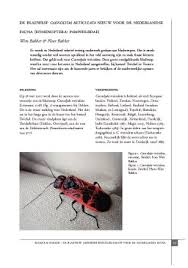 Attēlu rezultāti vaicājumam “Caenolyda reticulata”