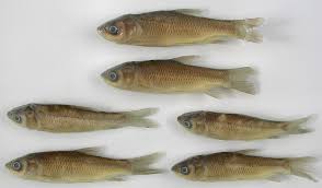 Image result for Mylopharyngodon piceus