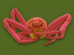 Attēlu rezultāti vaicājumam “Misumena vatia”