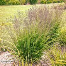 Attēlu rezultāti vaicājumam “Molinia caerulea flower”