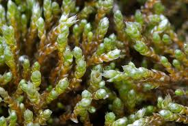 Attēlu rezultāti vaicājumam “Bryum bimum”