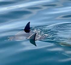 Image result for Mobula munkiana