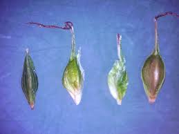 Attēlu rezultāti vaicājumam “Carex sylvatica leaf”