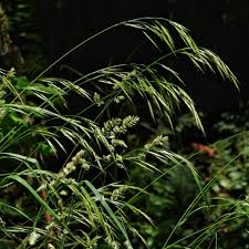 Attēlu rezultāti vaicājumam “Cinna latifolia leaf”