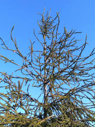 Attēlu rezultāti vaicājumam “Picea abies fo. virgata”