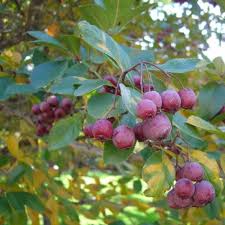 Attēlu rezultāti vaicājumam “Crataegus”