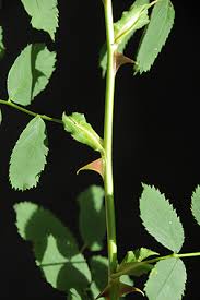 Attēlu rezultāti vaicājumam “Rosa subcanina leaf”