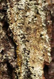 Attēlu rezultāti vaicājumam “Chaenotheca ferruginea”