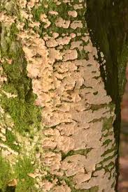 Attēlu rezultāti vaicājumam “Hymenochaete tabacina”