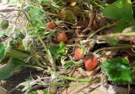 Attēlu rezultāti vaicājumam “Fragaria viridis fruit”