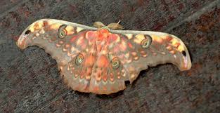 Attēlu rezultāti vaicājumam “Saturniidae”