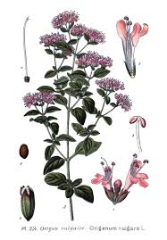 Attēlu rezultāti vaicājumam “Origanum vulgare bud”