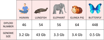 Image result for genome sizes