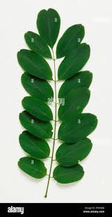 Attēlu rezultāti vaicājumam “Robinia pseudoacacia leaf”