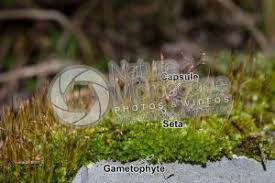 Attēlu rezultāti vaicājumam “Tortula muralis sporophyte”