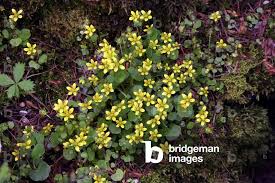 Attēlu rezultāti vaicājumam “Saxifraga cymbalaria”