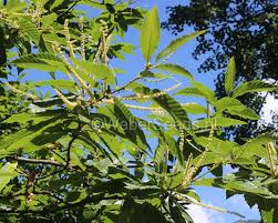 Attēlu rezultāti vaicājumam “Castanea sativa”