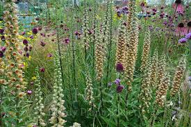 Image result for Digitalis ferruginea