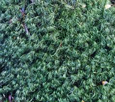 Attēlu rezultāti vaicājumam “Paraleucobryum longifolium”