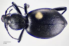 Attēlu rezultāti vaicājumam “Cychrus caraboides”