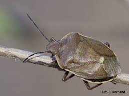 Attēlu rezultāti vaicājumam “Chlorochroa pinicola”