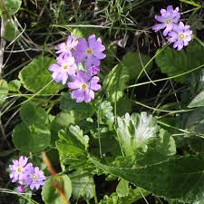 Attēlu rezultāti vaicājumam “Primula farinosa flower”