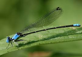 Attēlu rezultāti vaicājumam “Coenagrionidae”
