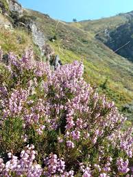 Attēlu rezultāti vaicājumam “Calluna vulgaris flower”