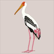 Image result for painted storks