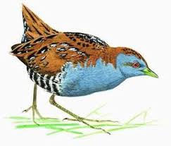 Image result for Porzana pusilla