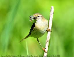 Attēlu rezultāti vaicājumam “Phylloscopus collybita”