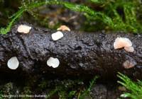 Attēlu rezultāti vaicājumam “Hymenoscyphus imberbis”