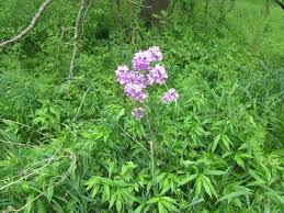 Attēlu rezultāti vaicājumam “Hesperis matronalis bud”