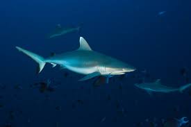 Image result for Carcharhinus amblyrhynchos