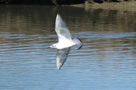 Image result for Chroicocephalus philadelphia