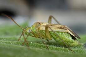 Attēlu rezultāti vaicājumam “Adelphocoris lineolatus imago”