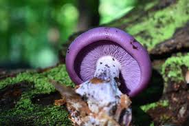 Attēlu rezultāti vaicājumam “Pholiota squarrosoides”