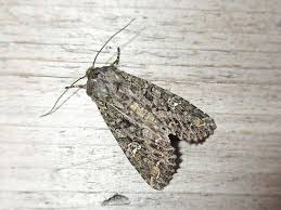 Attēlu rezultāti vaicājumam “Mamestra brassicae”