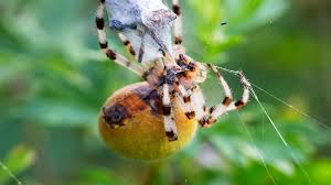 Attēlu rezultāti vaicājumam “Araneus diadematus female”