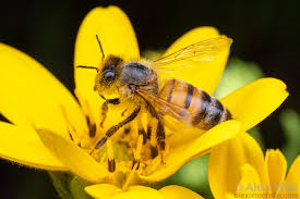 Attēlu rezultāti vaicājumam “Apis mellifera”