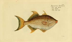 Image result for Balistes vetula