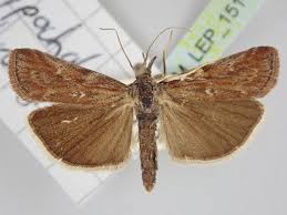 Attēlu rezultāti vaicājumam “Hypochalcia ahenella”